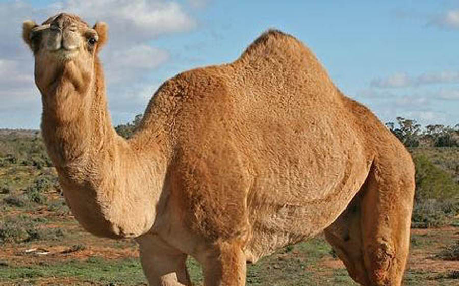 Oh, to be a 'Million Dollar Camel'